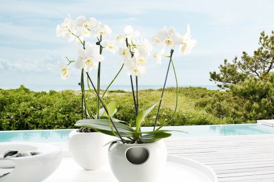 Potting Orchids – Choosing the Right Pot